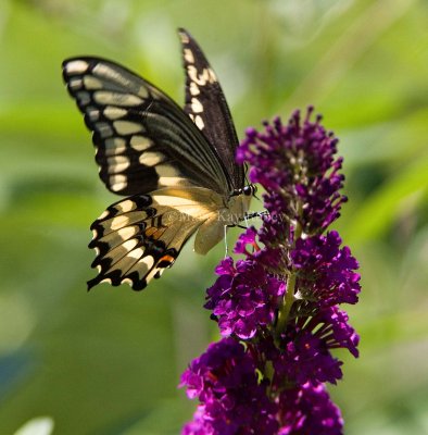 Giant Swallowtail _S9S5716.jpg