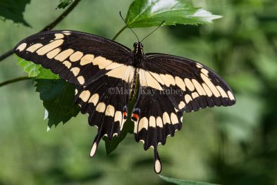 GIANT SWALLOWTAIL (Papilio cresphontes)