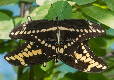 Giant Swallowtail pair mating _7MK7127.jpg
