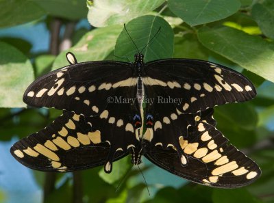 Giant Swallowtail pair mating _7MK7129.jpg