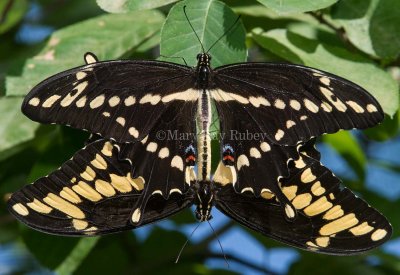 Giant Swallowtails pair mating _7MK7289.jpg