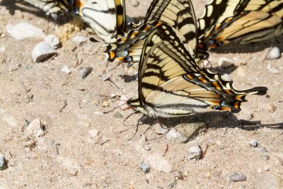 Canadian Tiger Swallowtail _7MK0608.jpg