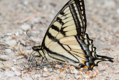 Canadian Tiger Swallowtail _7MK1369.jpg