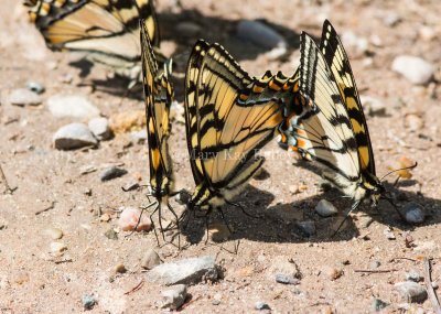 Canadian Tiger Swallowtail _MG_1273.jpg