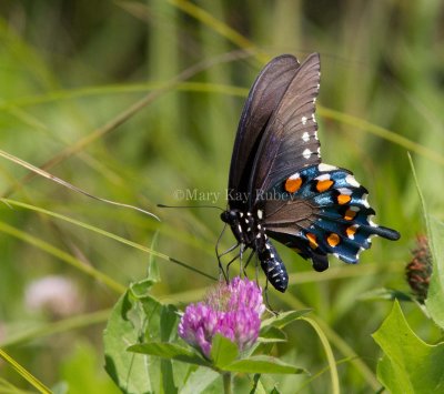 Pipevine Swallowtail _MG_2129.jpg