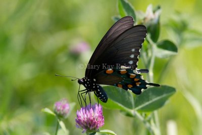 Pipevine Swallowtail _MG_2227.jpg
