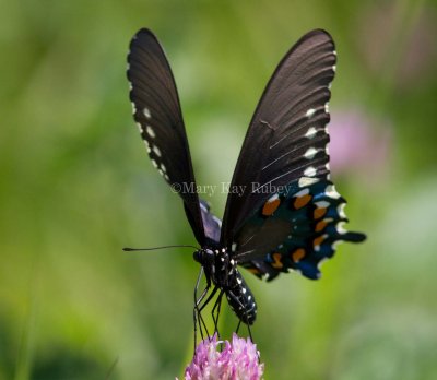 Pipevine Swallowtail _MG_2230.jpg