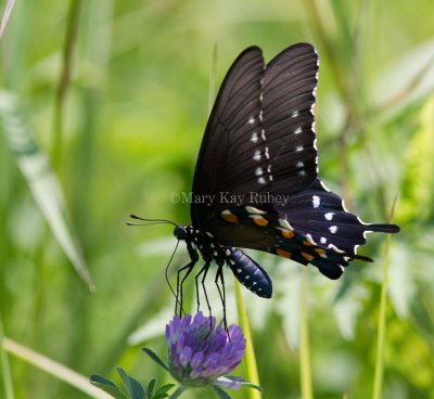 Pipevine Swallowtail _MG_2249.jpg