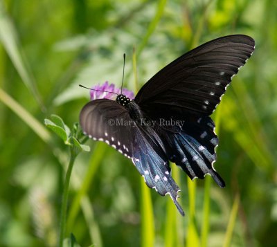 Pipevine Swallowtail _MG_2253.jpg