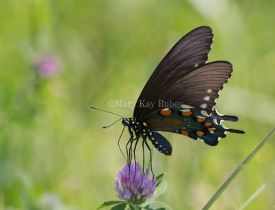 Pipevine Swallowtail _MG_2264.jpg