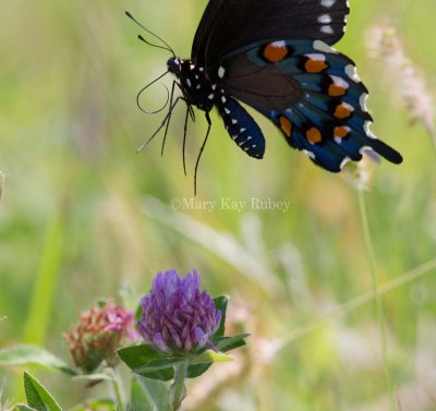 Pipevine Swallowtail _MG_2275.jpg
