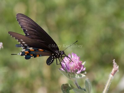 Pipevine Swallowtail _MG_2277.jpg