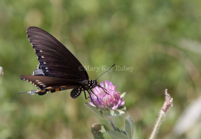 Pipevine Swallowtail _MG_2278.jpg