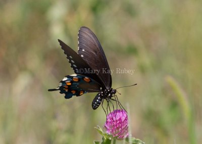 Pipevine Swallowtail _MG_2284.jpg
