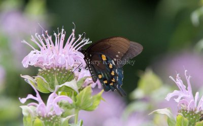 Pipevine Swallowtail _MG_8460.jpg