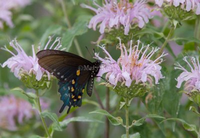 Pipevine Swallowtail _MG_8472.jpg