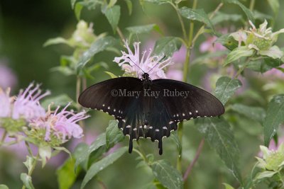 Pipevine Swallowtail _MG_8508.jpg