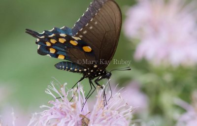 Pipevine Swallowtail _MG_8520.jpg