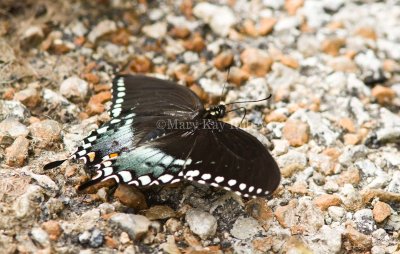 Spicebush Swallowtail _MG_2075.jpg