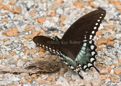 Spicebush Swallowtail _MG_2123.jpg
