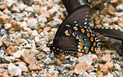 SPICEBUSH SWALLOWTAIL (Papilio treilus)