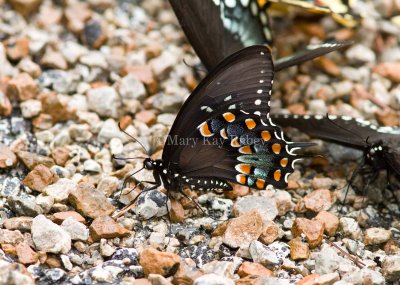 Spicebush Swallowtail _MG_2274.jpg