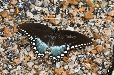 Spicebush Swallowtail _MG_2307.jpg