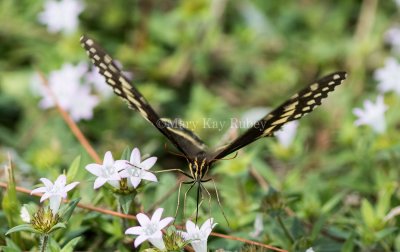 Palamedes Swallowtail _MK23387.jpg