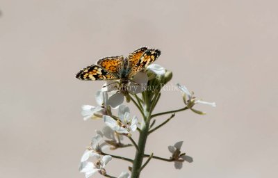 PAINTED CRESCENT (Phyciodes picta)