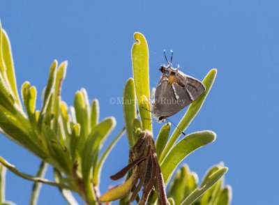 $ Martial Scrub-Hairstreak _2MK6297.jpg