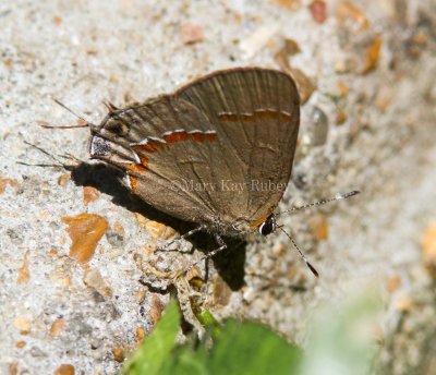 RED-BANDED HAIRSTREAK (Calycopis cecrops)