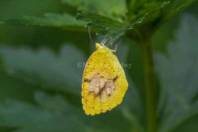 SLEEPY ORANGE (Eurema nicippe)