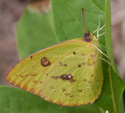 Cloudless Sulphur female _11R2605.jpg