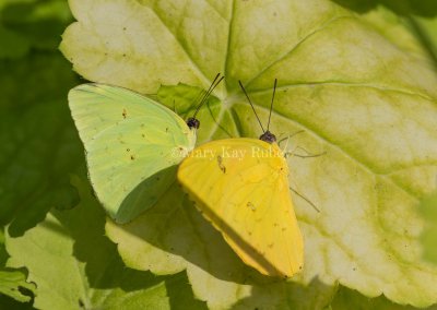 Cloudless Sulphur male + Orange-barred Sulphur _5MK3045.jpg