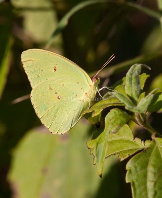 Cloudless Sulphur male _11R8131.jpg