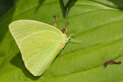 Cloudless Sulphur male _5MK3138.jpg