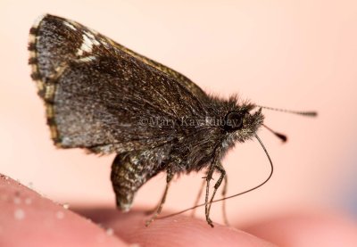 Common Roadside-Skipper (Amblyscirtes vialis)