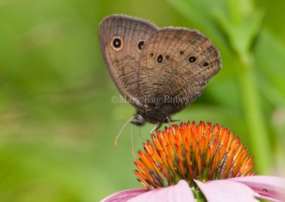 COMMON WOOD-NYMPH (Cercyonis pegala)