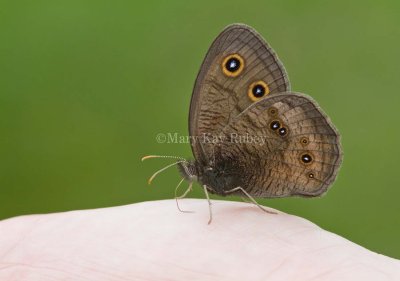 Common Wood-nymph _MG_1192.jpg