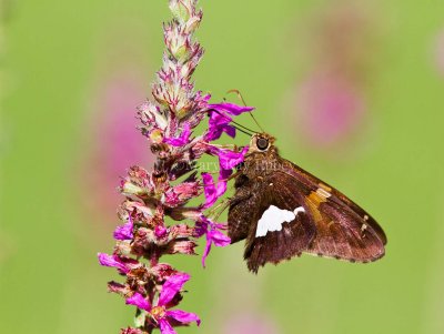 Silver-spotted Skipper _MG_3140.jpg