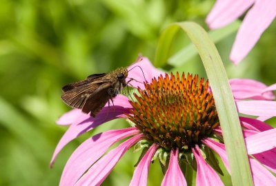 Swarthy Skipper (Nastra Iherminier)