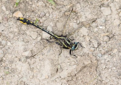 PRONGHORN CLUBTAIL - Gomphus graslinellus