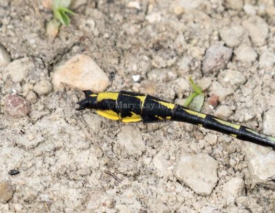 Pronghorn Clubtail male caudal appendages #2015-09 _MKR3810.jpg