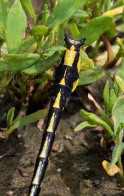 Pronghorn Clubtail male caudal appendages #2015-01 _2MK6245.jpg