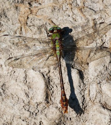 RUSTY SNAKETAIL - Ophiogomphus rupinsulensis