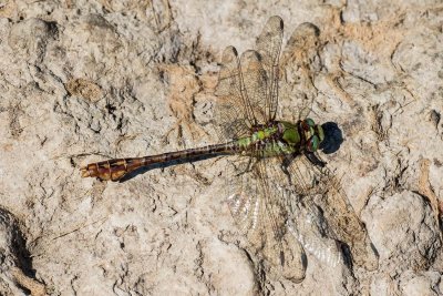 Rusty Snaketail male #2015-01 _2MK2356.jpg