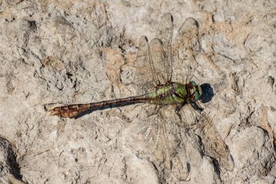 Rusty Snaketail male #2015-01 _2MK2358.jpg