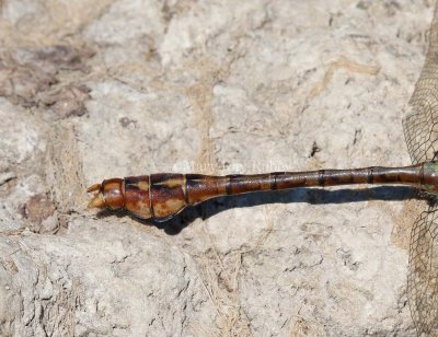 Rusty Snaketail male caudal appendages _MKR0811.jpg