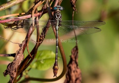 Russet-tipped Clubtail male #2015-01 _MKR2356.jpg