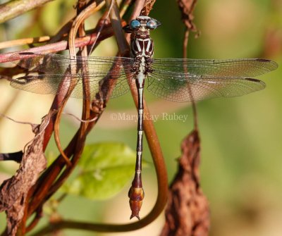 Russet-tipped Clubtail male _MKR2356.jpg